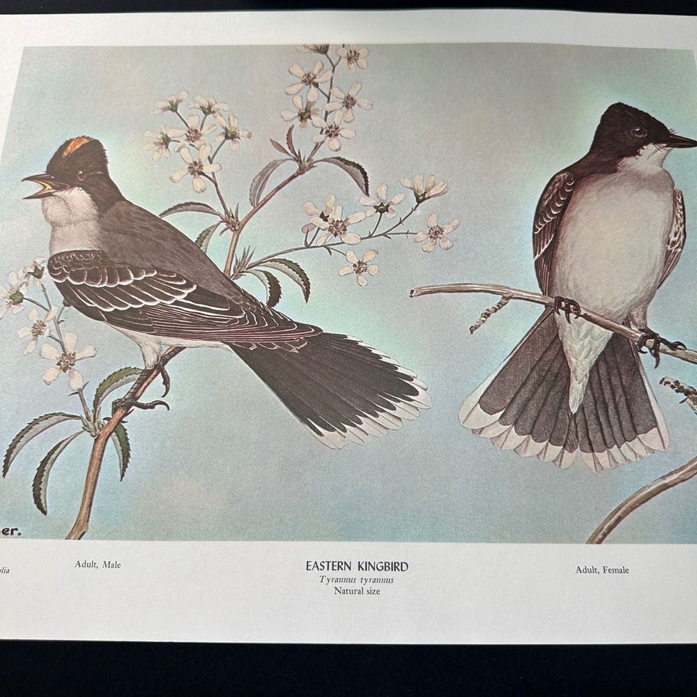1968 Rex Brasher Eastern KingBird Vintage Original Book Plate Wall Art Decor